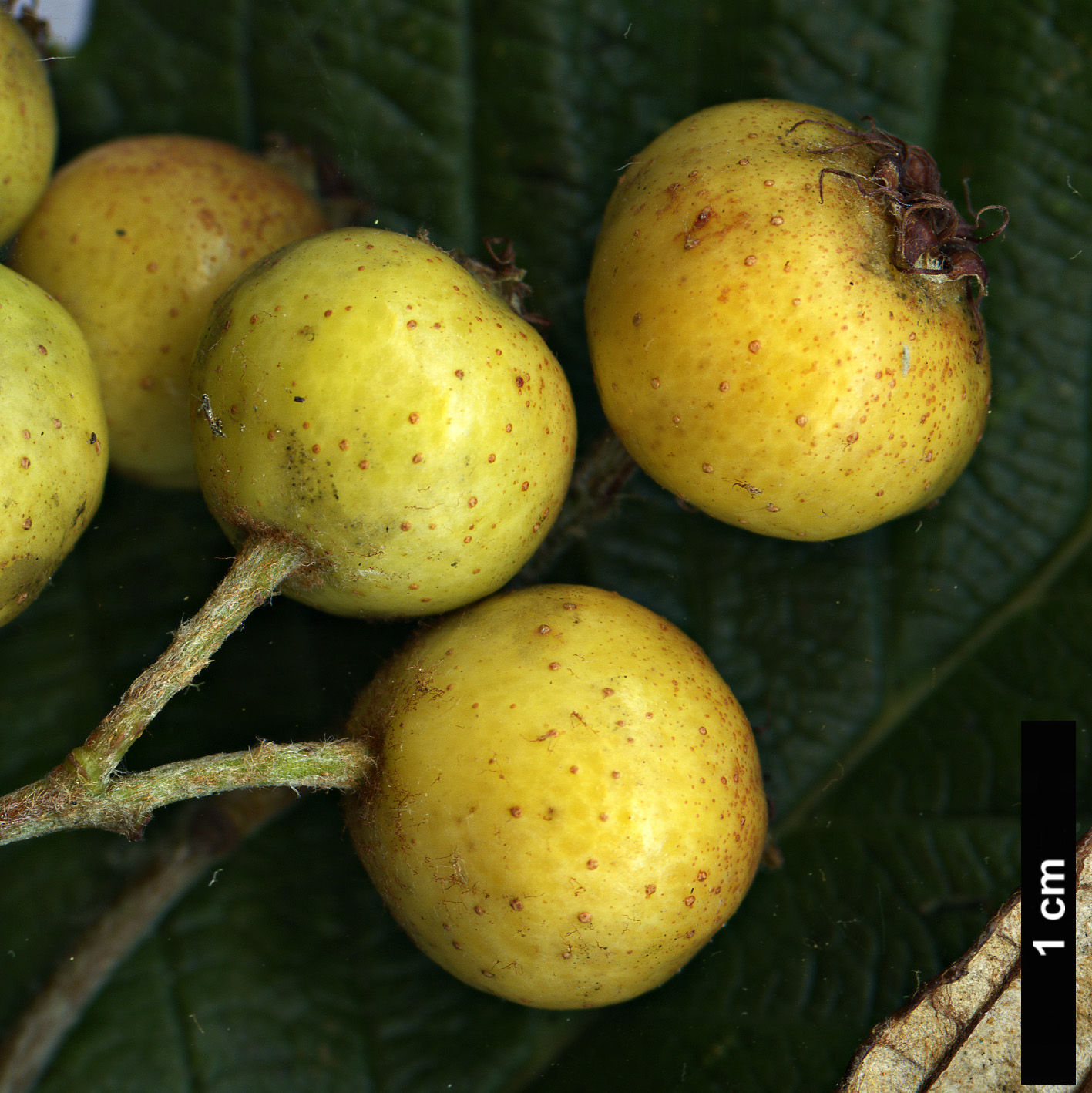 High resolution image: Family: Rosaceae - Genus: Sorbus - Taxon: hudsonii